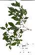  (Rinorea angustifolia - Abbott9152)  @11 [ ] Unspecified (default): All Rights Reserved  Unspecified Unspecified