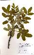  (Ekebergia benguelensis - OM2057)  @11 [ ] Unspecified (default): All Rights Reserved  Unspecified Unspecified