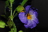  (Thunbergia lancifolia - OM2094)  @13 [ ] CreativeCommons - Attribution Non-Commercial Share-Alike (2010) Olivier Maurin University of Johannesburg