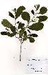  (Diospyros senensis - OM2105)  @11 [ ] Unspecified (default): All Rights Reserved  Unspecified Unspecified