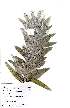  (Leucadendron argenteum - OM2263)  @11 [ ] Unspecified (default): All Rights Reserved  Unspecified Unspecified