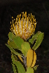  (Leucospermum cuneiforme - OM2267)  @11 [ ] CreativeCommons - Attribution Non-Commercial Share-Alike (2011) Olivier Maurin University of Johannesburg