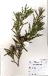  (Leucadendron coniferum - OM2313)  @11 [ ] Unspecified (default): All Rights Reserved  Unspecified Unspecified