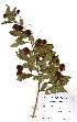  (Combretum hereroense - OM2400)  @11 [ ] Unspecified (default): All Rights Reserved  Unspecified Unspecified