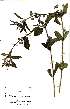  (Lippia wilmsii - OM0613)  @11 [ ] No Rights Reserved  Unspecified Unspecified