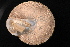  ( - UF372661B)  @11 [ ] CreativeCommons - Attribution Non-Commercial Share-Alike (2012) John Slapcinsky Florida Museum of Natural History