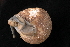  (Inflectarius subpalliatus - UF284381A)  @11 [ ] CreativeCommons - Attribution Non-Commercial Share-Alike (2012) John Slapcinsky Florida Museum of Natural History