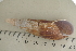  (Clavator obtusatus - UF435178B)  @14 [ ] CreativeCommons - Attribution Non-Commercial Share-Alike (2011) John Slapcinsky Florida Museum of Natural History