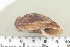  (Ampelita granulosa - UF420143A)  @13 [ ] CreativeCommons - Attribution Non-Commercial Share-Alike (2011) John Slapcinsky Florida Museum of Natural History