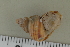  (Tropidophora andrapangana - UF425334A)  @11 [ ] CreativeCommons - Attribution Non-Commercial Share-Alike (2011) John Slapcinsky Florida Museum of Natural History