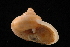  (Tropidophora sp. 029 - UF442847C)  @11 [ ] CreativeCommons - Attribution Non-Commercial Share-Alike (2012) John Slapcinsky Florida Museum of Natural History