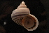  (Tropidophora sp. 073 - UF447876A)  @11 [ ] CreativeCommons - Attribution Non-Commercial Share-Alike (2012) John Slapcinsky Florida Museum of Natural History
