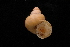  (Tropidophora sp. 031 - UF425232A)  @11 [ ] CreativeCommons - Attribution Non-Commercial Share-Alike (2012) John Slapcinsky Florida Museum of Natural History
