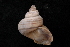  (Tropidophora sp. 110 - UF441988A)  @11 [ ] CreativeCommons - Attribution Non-Commercial Share-Alike (2012) John Slapcinsky Florida Museum of Natural History