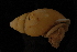  (Amphidromus entobaptus - 116438A)  @12 [ ] CreativeCommons - Attribution Non-Commercial (2013) John Slapcinsky Florida Museum of Natural History