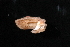  (Polygyra hippocrepis - 270517A)  @11 [ ] CreativeCommons - Attribution Non-Commercial (2013) John Slapcinsky Florida Museum of Natural History