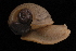  (Humboldtiana cicatricosa - 317173A)  @11 [ ] CreativeCommons - Attribution Non-Commercial (2013) John Slapcinsky Florida Museum of Natural History