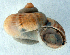  (Tropidophora sp. 011JS - NMSA-L7238A)  @14 [ ] CreativeCommons - Attribution Non-Commercial Share-Alike (2011) John Slapcinsky Florida Museum of Natural History