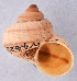  (Tropidophora plurilirata - NMSA-W4620A)  @13 [ ] CreativeCommons - Attribution Non-Commercial Share-Alike (2011) John Slapcinsky Florida Museum of Natural History
