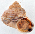  (Tropidophora calcarea - NMW.Z.1998.003.00001A)  @11 [ ] CreativeCommons - Attribution Non-Commercial Share-Alike (2011) John Slapcinsky Florida Museum of Natural History