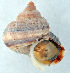  (Tropidophora calcarea hanningtoni - NMW.Z.2003.001.00005A)  @11 [ ] CreativeCommons - Attribution Non-Commercial Share-Alike (2011) John Slapcinsky Florida Museum of Natural History