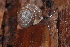  (Triodopsis soelneri - UF447059A)  @15 [ ] CreativeCommons - Attribution Non-Commercial Share-Alike (2011) John Slapcinsky Florida Museum of Natural History