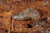  (Megapallifera mutabilis - UF447062A)  @14 [ ] CreativeCommons - Attribution Non-Commercial Share-Alike (2011) John Slapcinsky Florida Museum of Natural History