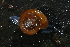 (Mesomphix subplanus - UF447134A)  @14 [ ] CreativeCommons - Attribution Non-Commercial Share-Alike (2011) John Slapcinsky Florida Museum of Natural History