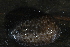  (Philomycus venustus - UF447138A)  @13 [ ] CreativeCommons - Attribution Non-Commercial Share-Alike (2011) John Slapcinsky Florida Museum of Natural History