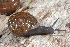  (Xolotrema denotatum - UF447176A)  @16 [ ] CreativeCommons - Attribution Non-Commercial Share-Alike (2011) John Slapcinsky Florida Museum of Natural History