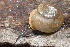  (Mesodon zaletus - UF447145A)  @15 [ ] CreativeCommons - Attribution Non-Commercial Share-Alike (2011) John Slapcinsky Florida Museum of Natural History