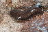 (Philomycus togatus - UF447155A)  @14 [ ] CreativeCommons - Attribution Non-Commercial Share-Alike (2011) John Slapcinsky Florida Museum of Natural History