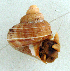  (Tropidophora fivanonensis - UF302798a)  @11 [ ] CreativeCommons - Attribution Non-Commercial Share-Alike (2011) John Slapcinsky Florida Museum of Natural History