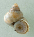  (Tropidophora crenulata - UF302822A)  @12 [ ] CreativeCommons - Attribution Non-Commercial Share-Alike (2011) John Slapcinsky Florida Museum of Natural History