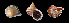  (Tropidophora zonulata - UF302903B)  @13 [ ] CreativeCommons - Attribution Non-Commercial Share-Alike (2011) John Slapcinsky Florida Museum of Natural History