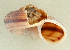  (Tropidophora sp. 052JS - UF302935A)  @13 [ ] CreativeCommons - Attribution Non-Commercial Share-Alike (2011) John Slapcinsky Florida Museum of Natural History