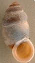  (Pupinella aignanensis - UF339121a)  @11 [ ] CreativeCommons - Attribution Non-Commercial Share-Alike (2011) John Slapcinsky Florida Museum of Natural History