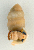  (Pupinella tortirostris - UF339138a)  @13 [ ] CreativeCommons - Attribution Non-Commercial Share-Alike (2011) John Slapcinsky Florida Museum of Natural History