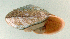  (Nesonanina malleata - UF366190a)  @13 [ ] CreativeCommons - Attribution Non-Commercial Share-Alike (2011) John Slapcinsky Florida Museum of Natural History
