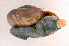  (Hemiglyptopsis foullioyi - UF366194a)  @13 [ ] CreativeCommons - Attribution Non-Commercial Share-Alike (2011) John Slapcinsky Florida Museum of Natural History