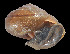  (Helminthoglypta allyniana - UF382872A)  @11 [ ] CreativeCommons - Attribution Non-Commercial Share-Alike (2011) Unspecified Florida Museum of Natural History