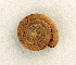  (Helicodiscus fimbriatus - UF383003a)  @12 [ ] CreativeCommons - Attribution Non-Commercial Share-Alike (2011) John Slapcinsky Florida Museum of Natural History