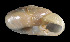  (Zonitoides elliotti - UF383037A)  @13 [ ] CreativeCommons - Attribution Non-Commercial Share-Alike (2011) Unspecified Florida Museum of Natural History