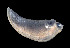  (Pallifera hemphilli - UF416463A)  @11 [ ] CreativeCommons - Attribution Non-Commercial Share-Alike (2011) Unspecified Florida Museum of Natural History