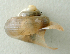  (Tropidophora sp. 112JS - UF422913A)  @11 [ ] CreativeCommons - Attribution Non-Commercial Share-Alike (2011) John Slapcinsky Florida Museum of Natural History