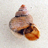  (Tropidophora winckworthi - UF424468a)  @13 [ ] CreativeCommons - Attribution Non-Commercial Share-Alike (2011) John Slapcinsky Florida Museum of Natural History