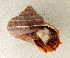  (Tropidophora interrupta - UF425553a)  @12 [ ] CreativeCommons - Attribution Non-Commercial Share-Alike (2011) John Slapcinsky Florida Museum of Natural History