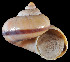  (Tropidophora semidecussata - UF425609A)  @14 [ ] CreativeCommons - Attribution Non-Commercial Share-Alike (2011) Unspecified Florida Museum of Natural History