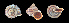  (Tropidophora sp. 013JS - UF425645A)  @13 [ ] CreativeCommons - Attribution Non-Commercial Share-Alike (2011) John Slapcinsky Florida Museum of Natural History
