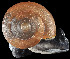  (Kalidos propeanobrachis - UF425668A)  @11 [ ] CreativeCommons - Attribution Non-Commercial Share-Alike (2011) Unspecified Florida Museum of Natural History